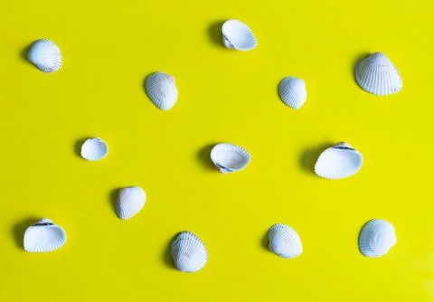 Seashells on a beautiful background Stock Photos