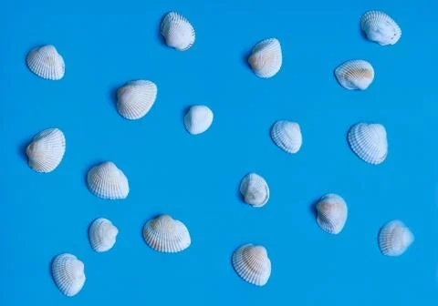 Seashells on a beautiful background Stock Photos