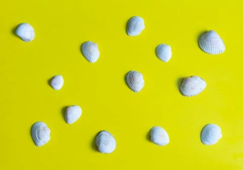 Seashells on a beautiful background Stock Photos
