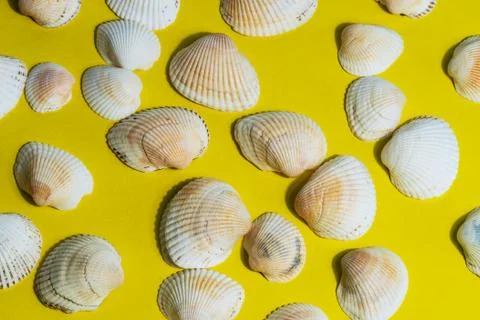 Seashells on a beautiful background Stock Photos