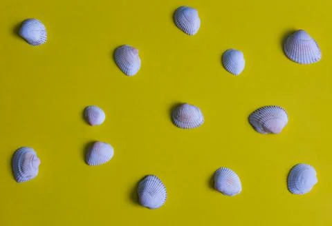 Seashells on a beautiful background Stock Photos