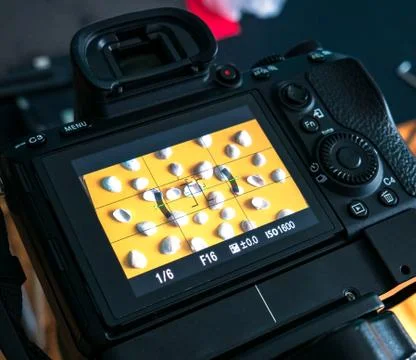Seashells on a beautiful background Stock Photos