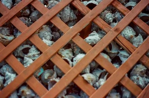 Seashells Behind Wooden Lattice Pattern Stock Photos