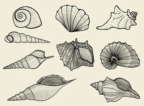 Seashells on beige background 스톡 일러스트