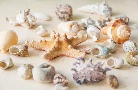 Seashells on a beige sand background. horizontal frame Stock Photos