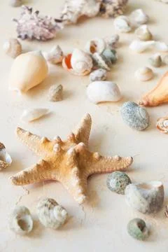 Seashells on a beige sand background. vertical frame Stock Photos