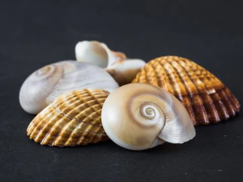 Seashells on a black background Stock Photos