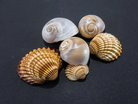 Seashells on a black background 写真素材