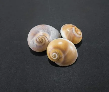 Seashells on a black background 写真素材