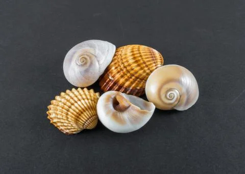 Seashells on a black background Stock Photos