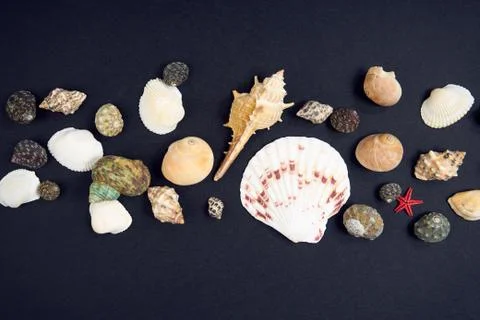 Seashells on a black background Stock Photos