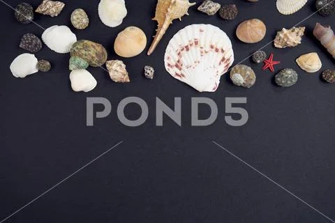 Seashells on a black background Stock Photos