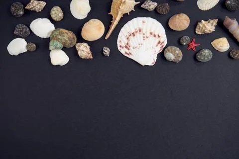Seashells on a black background Stock Photos