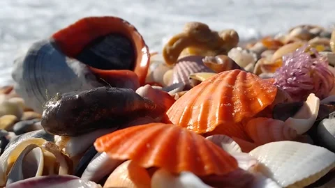 Seashells on the black sea coast Stock Footage 169746572