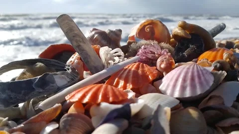 Seashells on the black sea coast Stock Footage 169757381