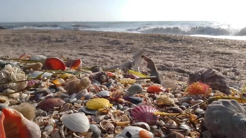 Seashells on the black sea coast Stock Footage 170351839