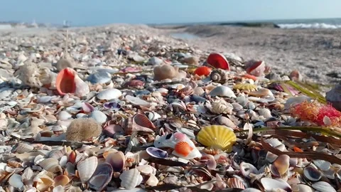 Seashells on the black sea coast Stock Footage 170352118