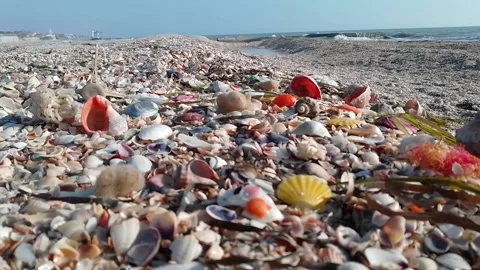 Seashells on the black sea coast Stock Footage 170352123