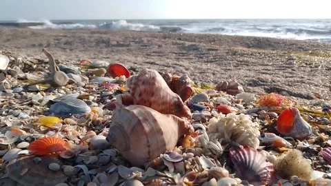 Seashells on the black sea coast Stock Footage 170352149