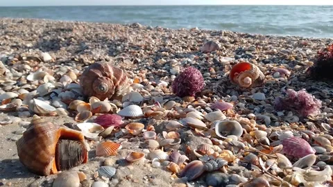 Seashells on the black sea coast Stock Footage 170352159
