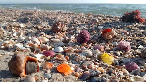 Seashells on the black sea coast Stock Footage 170352172