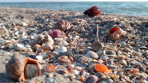 Seashells on the black sea coast Stock Footage 170352336