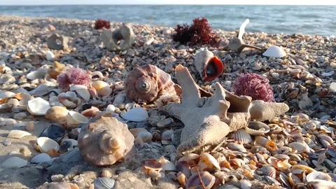 Seashells on the black sea coast Stock Footage 170352368