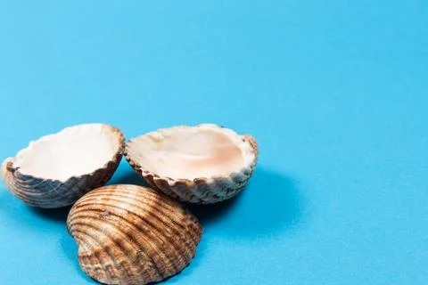 Seashells on blue background, beach vacation, sea, photo, top view, copyspace Stock Photos