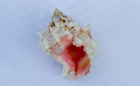 Seashells on blue background - checkered pattern Stock Photos