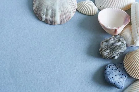 Seashells on blue background with copy space for text. Stock Photos