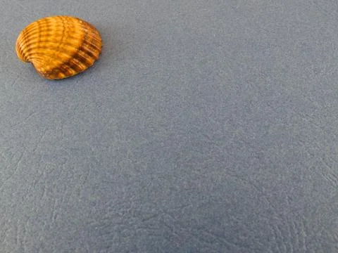 Seashells on a blue background 写真素材