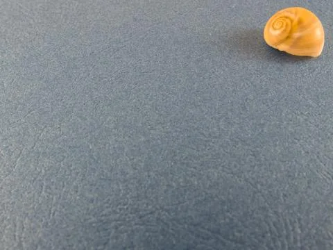 Seashells on a blue background Stock Photos