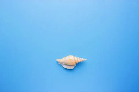 Seashells on blue background Stock Photos