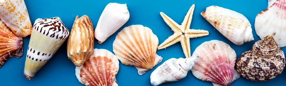 Seashells on blue background Foto stock