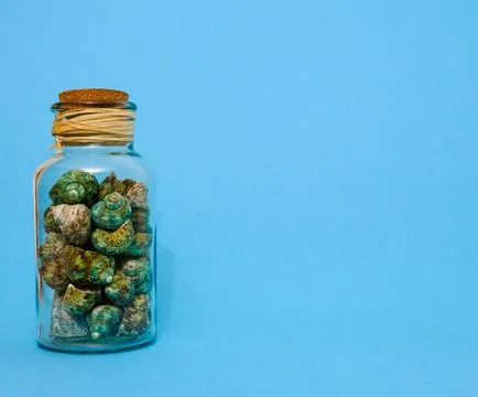Seashells on a blue background 库存照片
