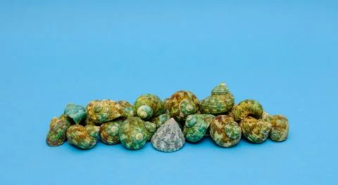 Seashells on a blue background 库存照片