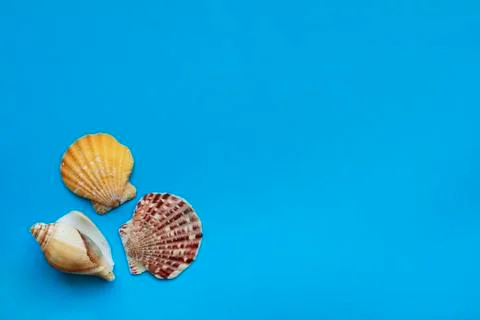 Seashells on blue background with space for text Stock Photos