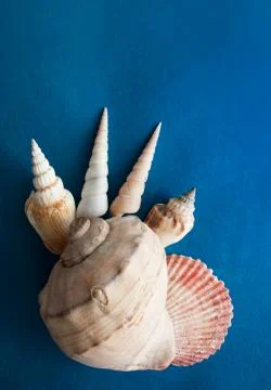 Seashells on blue. Foto stock