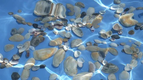 Seashells on the bottom of the blue pool ripples on the water Stock Footage 110950543