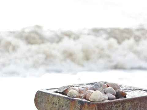 Seashells on a breakwater Stock Photos