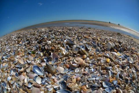 Seashells carpet Stock Photos