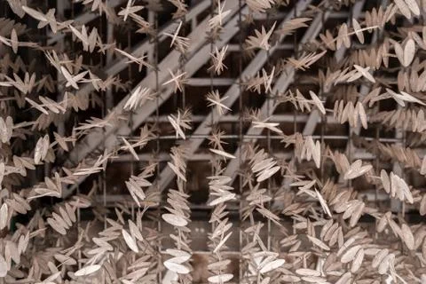 Seashells on the ceiling texture Stock Photos