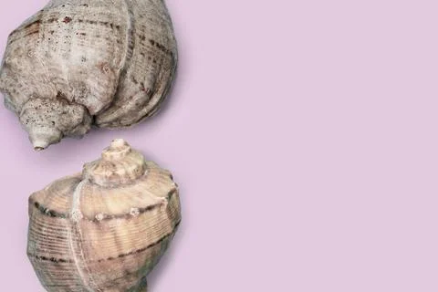 Seashells on a clean background. Simple summer background. Association with t Stock Photos