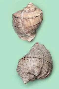 Seashells on a clean background. Simple summer background. Association with t Foto stock