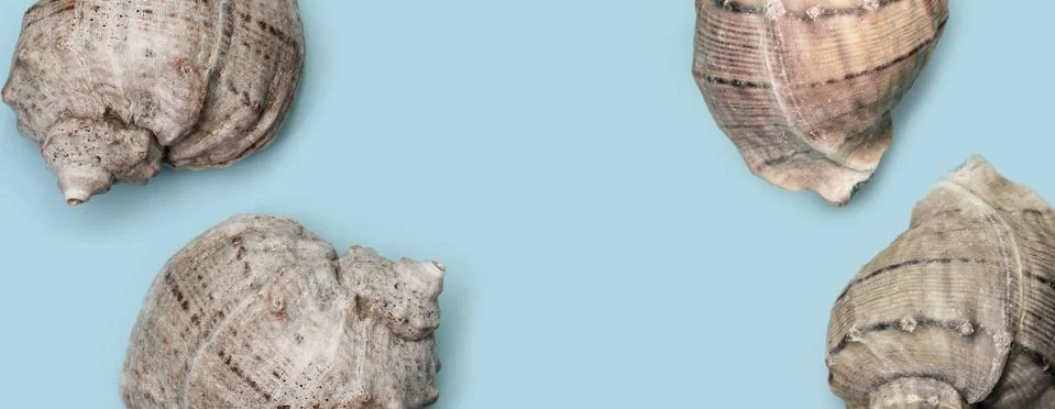 Seashells on a clean background. Simple summer background. Association with t Foto stock
