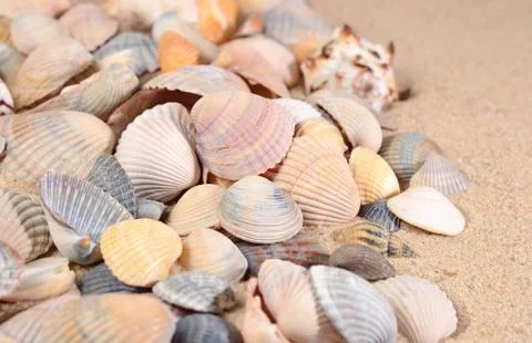 Seashells close-up on a beach sand Stock Photos