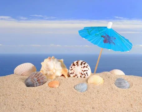 Seashells close-up in a beach sand Stock Photos