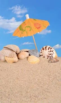 Seashells close-up on a beach sand Stock Photos