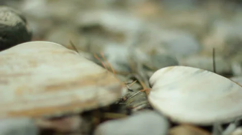 Seashells Close Up Stock Footage 26819067