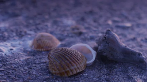 Seashells- Close Up Stock Footage 64659357